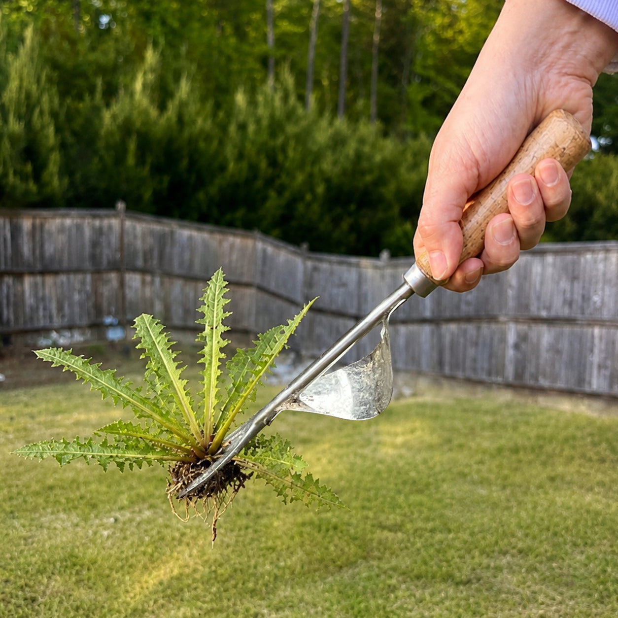 Weed Remover Tool – Pull Weeds from the Root in Seconds